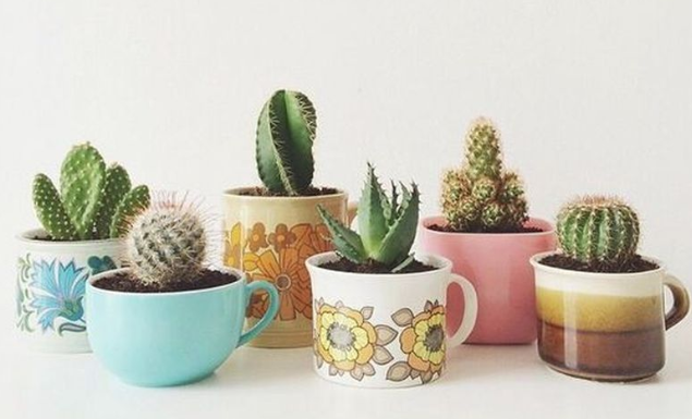 Bikin Rumah Makin Cantik Dengan Tanaman Kaktus Mini Yuk Magiclean